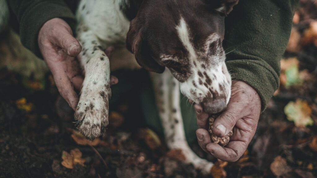 Truffle Hunting Tour in Umbria with truffle hunter and truffle